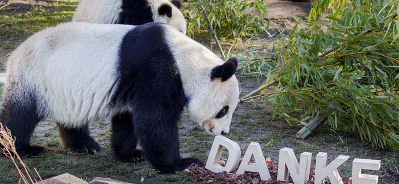 Mennyit fizetne egy képért, amelyet egy panda festett?