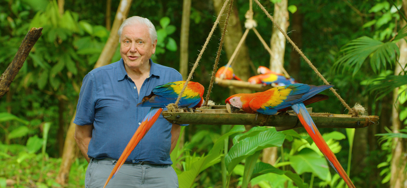 „Rendkívül izgalmas” – David Attenborough-ról nevezték el az első ragadozó állatot