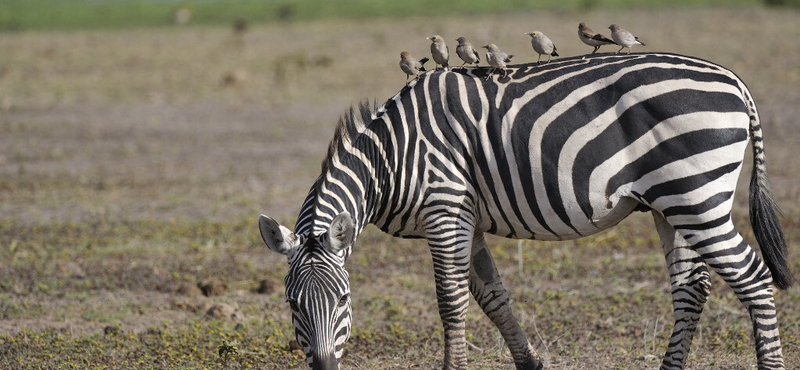 Újabb zebra érkezhet Mészáros cégének telephelyére