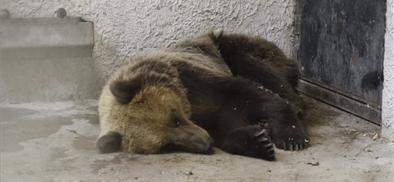 Nincs jó passzban Robi, a medve