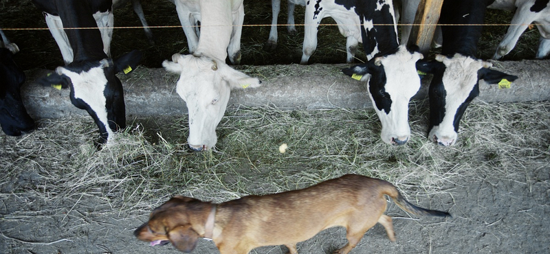 Öngyilkos tempóra kényszerülnek a magyar tejtermelők