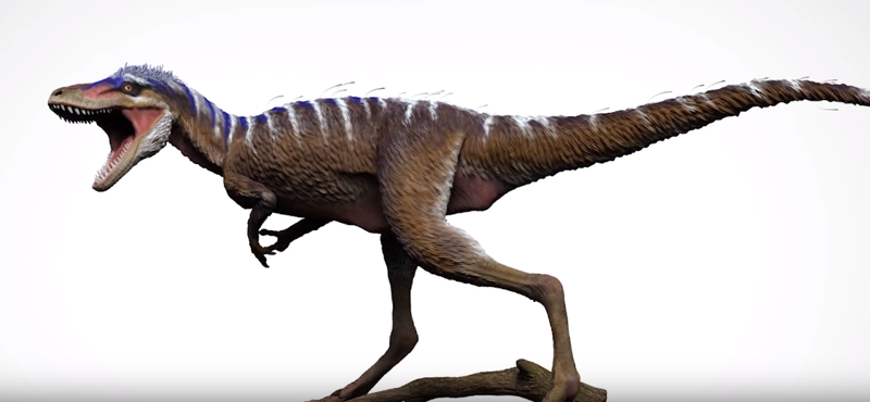 A tyrannosaurus is volt kicsi