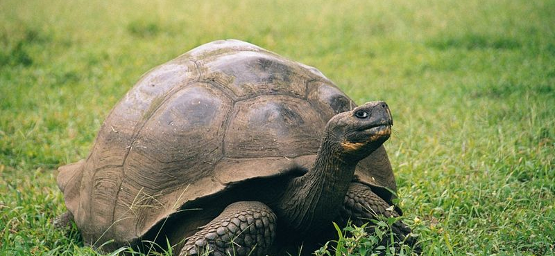 Rengeteg kínai halászhajó bukkant fel a Galápagos-szigetek közelében