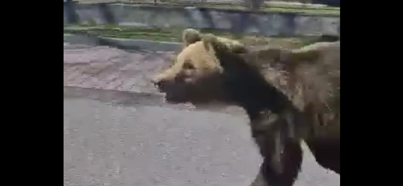 Medve támadt a járókelőkre Liptószentmiklóson, többen kórházba kerültek