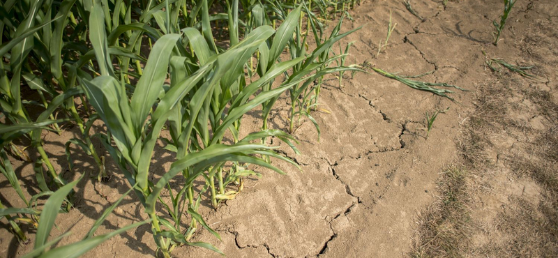 Válság az agrárszektorban: az elmúlt 40 évben még soha nem volt ilyen nagy a szárazság, mint most