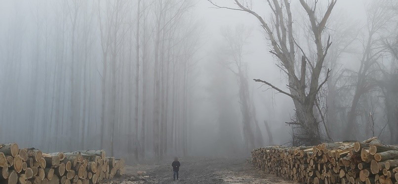 Védett ártéri erdőket tettek tönkre favágók Bács-Kiskun megyében
