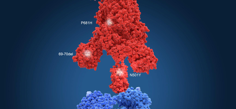 Milyen vírusmutációk terjednek most, és melyik hány betegért felelős? Íme a válaszok