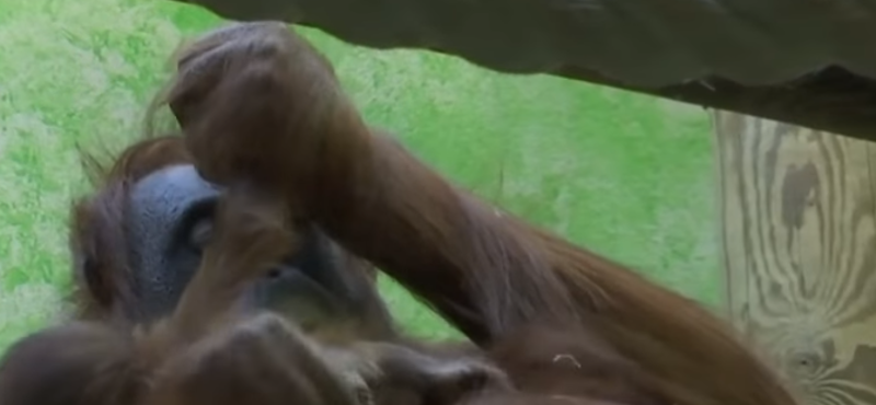 Bemutatkozott a világnak a Párizsban született borneói orangutánkölyök