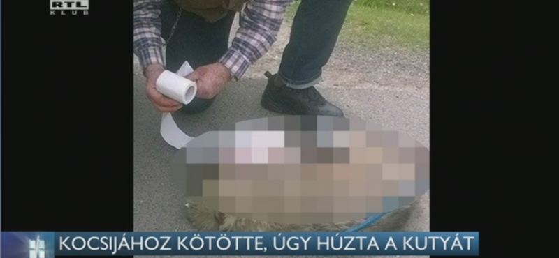 Kocsi után kötöttek, úgy húztak egy kutyát Pogányban