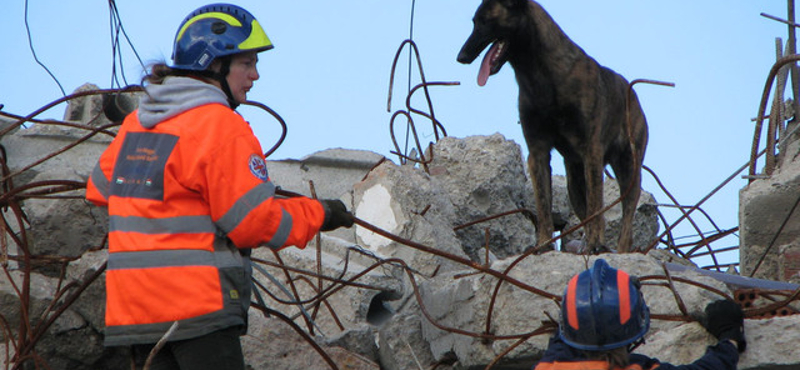 Tara lett a legjobb romkutatókutya - fotóval