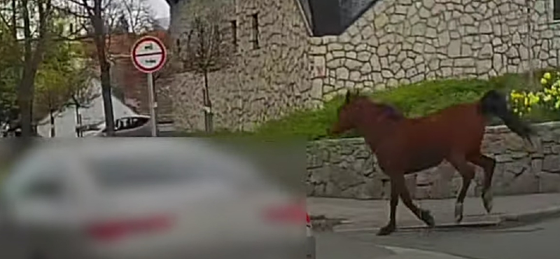 Elszabadult ló vágtatott az autók közé Szentendre belvárosában – videó