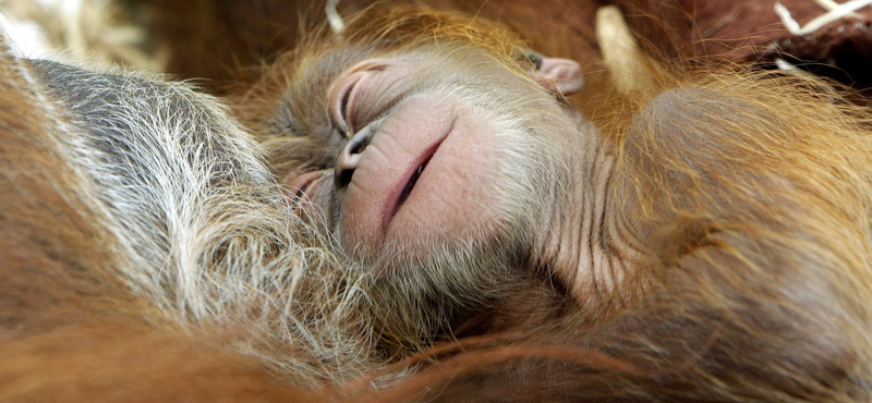 Fotók: orangutánkölyök született Németországban