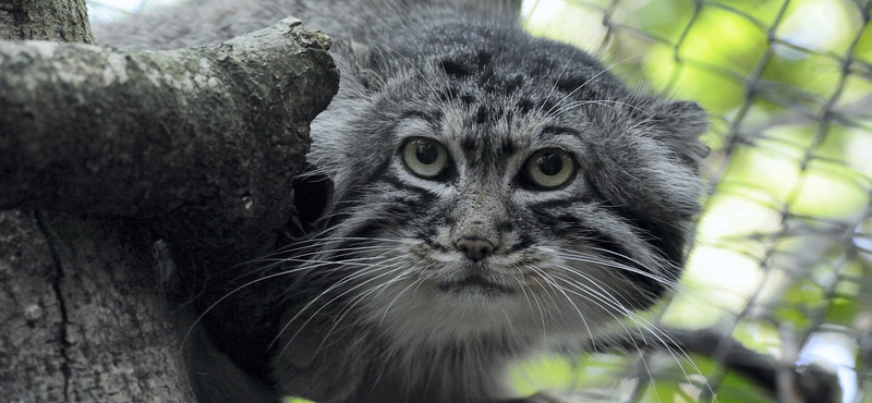 Manul érkezett a Szegedi Vadasparkba - fotók