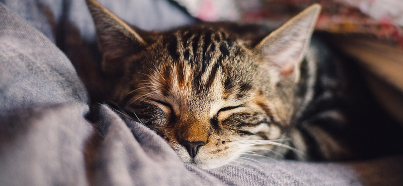 Magasabb a skizofrénia kockázata azoknál, akik macskát tartanak – állítja egy tanulmány