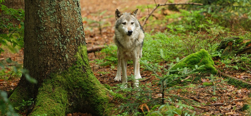 Benyújtotta a farkasok kilövését könnyítő javaslatát Von der Leyen, akinek korábban a póniját tépték szét a vadak