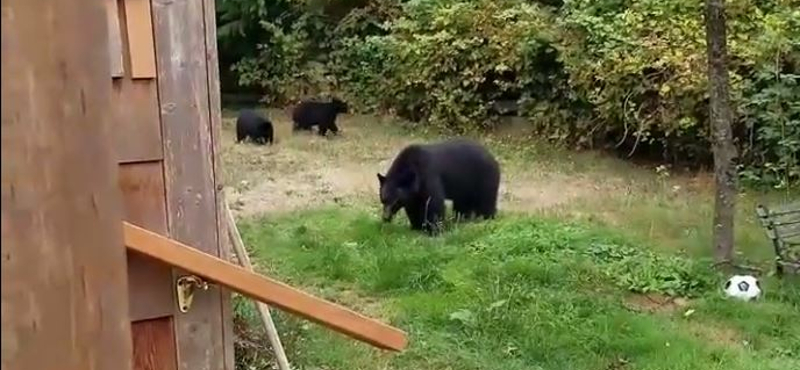 Ilyen higgadtan még ember nem tessékelt ki medvéket az udvarából – videó