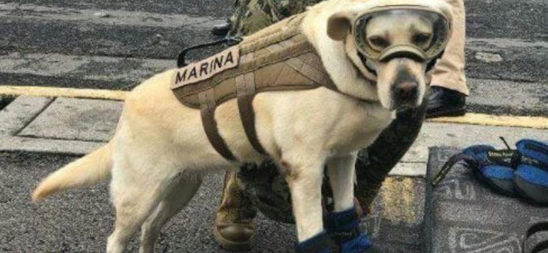 Ő Frida, a labrador, a mexikói földrengés hőse