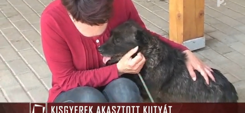 10 éves gyerek akasztott fel egy kutyát (videó)