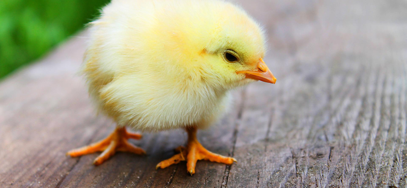 Egy kutatás szerint a kiscsibék képesek felfogni valaminek a hiányát