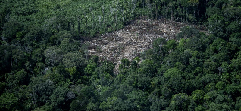 Feljelentették a világ legnagyobb gabonakereskedőjét, a Tesco és a McDonald's is belekeveredett az ügybe