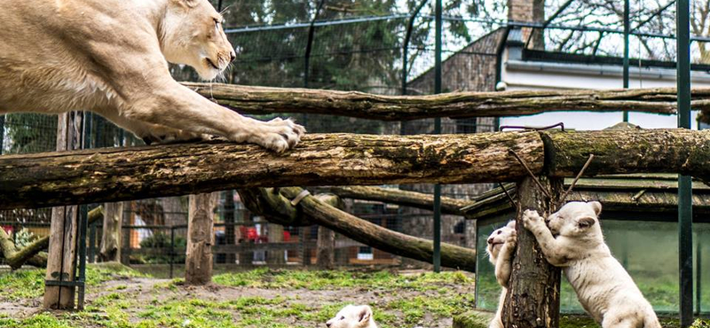 Kategóriájában ismét Európa legjobb állatkertje lett a Nyíregyházi Állatpark