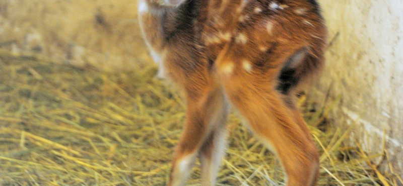 Fotók: Igazi ritkaság született a Nyíregyházi Állatparkban