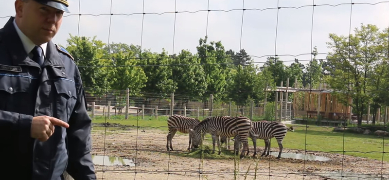 A rendőrség legfrissebb videóművészeti alkotása a „Brit tudósok és a zebra” 