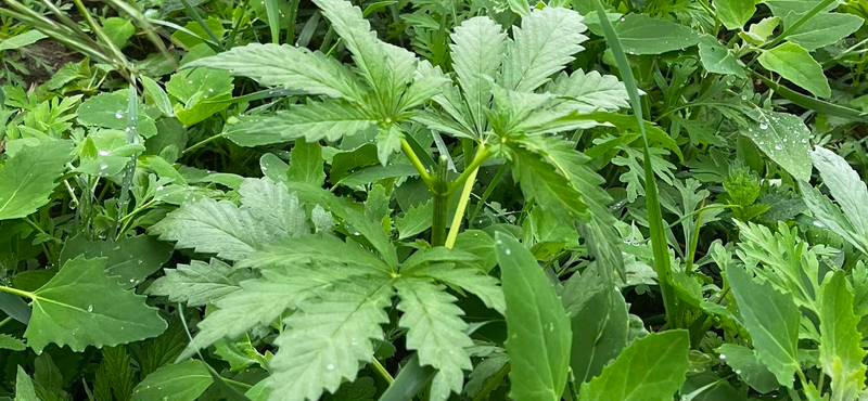 Hadházy Ákos most azt állítja, cannabis nő a nyírmártonfalvai lombkoronasétány körül