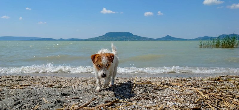 Itt van az ország összes kutyás strandja egyetlen térképen