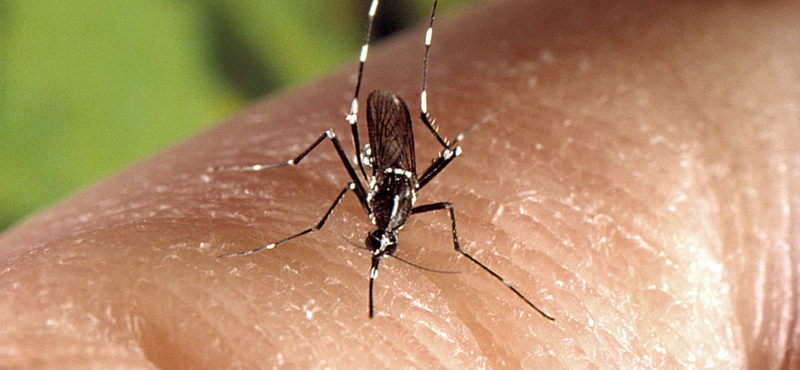 Rákellenes fegyver lehet a zikavírusból – az első eredmények ígéretesek