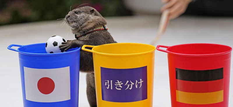 Vidra jósolta meg a japán fociválogatott meglepetésgyőzelmét – videó