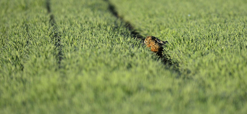 Ezt tegye, ha őzgidára bukkan a fűben, vagy kisnyuszit talál a kertben