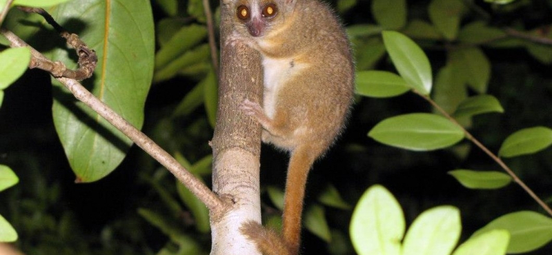 Megérte a tudósoknak a világ legapróbb majmait figyelni Madagaszkáron