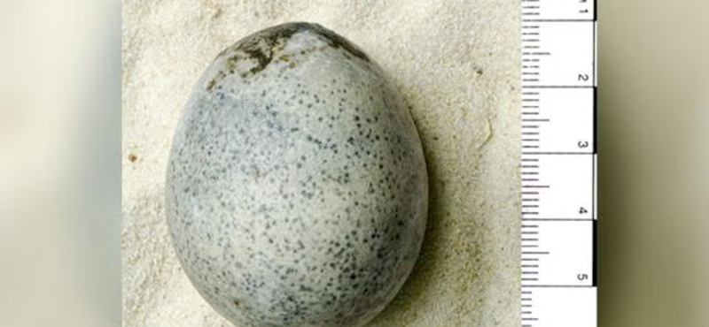 Találtak egy 1700 éves tojást Angliában – teljesen ép, ráadásul a fehérje és a sárgája is megvan még benne