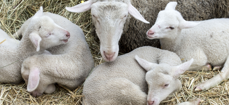 Parlagfű-mentesítést is tartanak a magyar bárányok, mielőtt az olasz ünnepi asztalra kerülnek