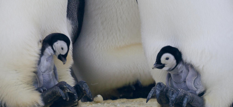 Tömegesen pusztultak a császárpingvin-fiókák az Antarktiszon
