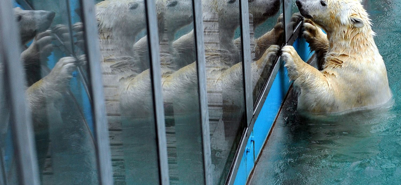 Annyian mentek a budapesti Állatkertbe, hogy megemelték a napi látogatószámot