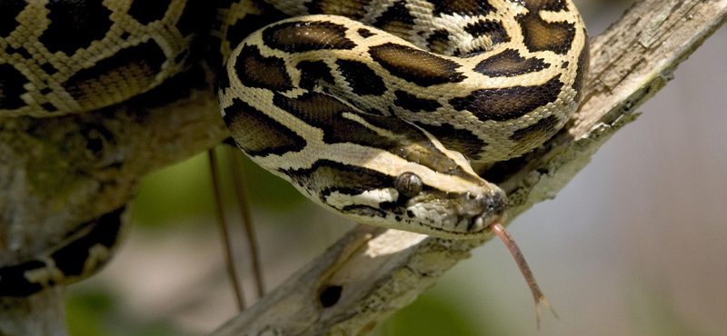6 méter hosszú, 91 kilós kígyók okoznak egyre nagyobb kalamajkát az USA-ban
