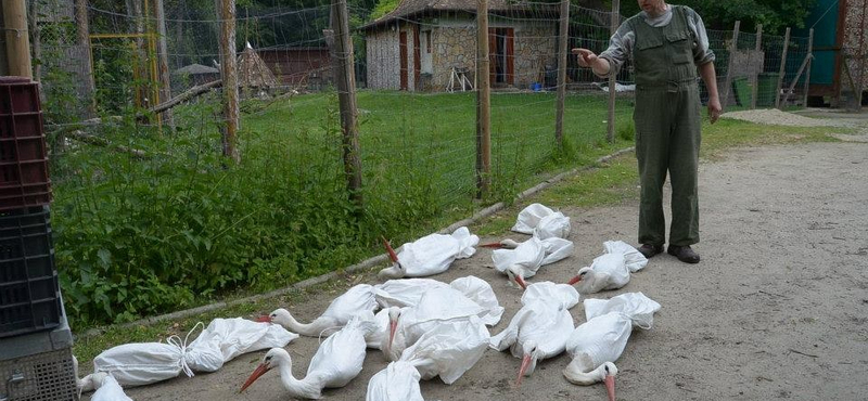 Fotók: bezsákolták a margitszigeti pávákat az árvíz miatt