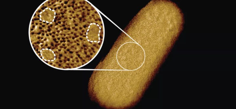 Megtalálták a baktériumok Achilles-sarkát?
