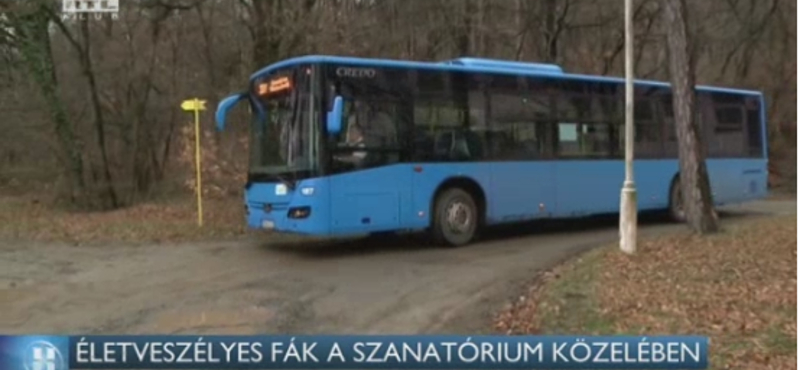 Életveszélyes fákra panaszkodnak a régi tüdőszanatórium közelében élők Pécsen