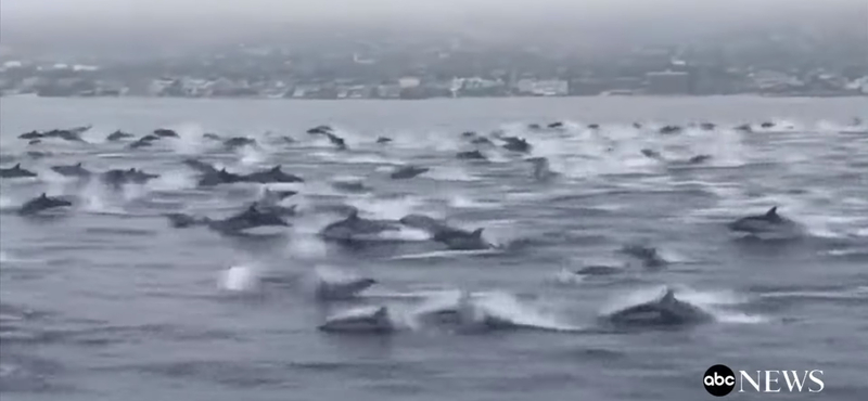Hadseregnyi delfin tűnt fel Kaliforniánál, mintha menekülnének valami elől – videó