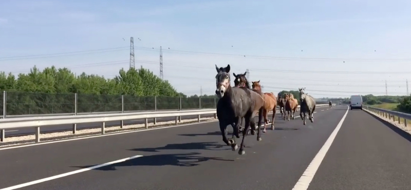 Szerencsés véget ért a lovas dráma az M6-oson