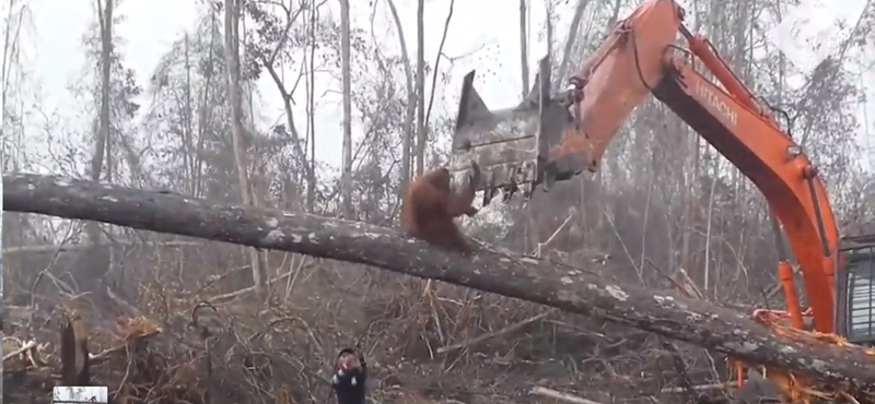 Drasztikusan kevesebb orangután él a malajziai olajpálma-ültetvények környékén