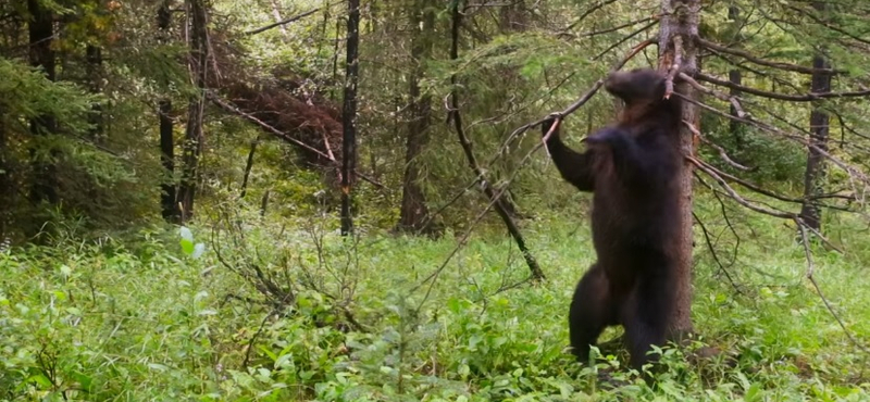 Megőrjítik a netet David Attenborough táncoló medvéi – videó