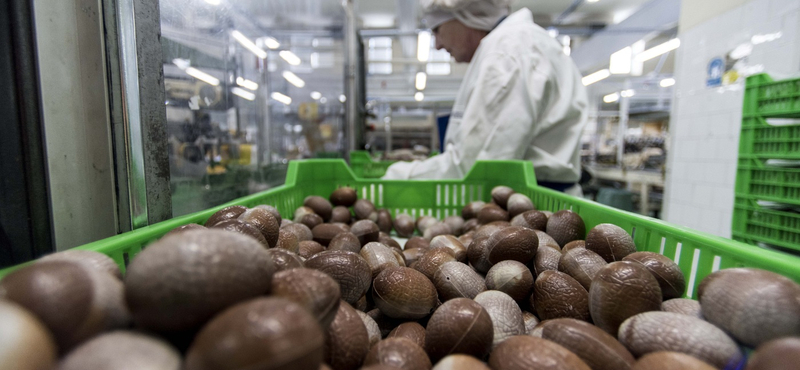 Csökkent a karácsonyi kereslet a diósgyőri Nestlé csokoládéfiguráira