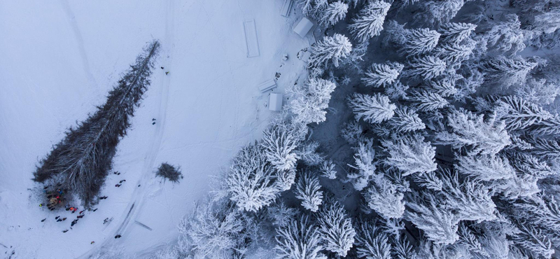 Kivágták Svájc legmagasabb fenyőfáját, de előtte azért megölelgették – fotók