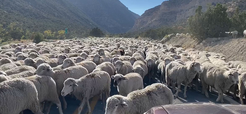 Gigantikus birkanyáj blokkolt egy utat Utahban – videó