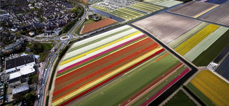 Havazás: a holland tulipánok jól vannak – légi fotók