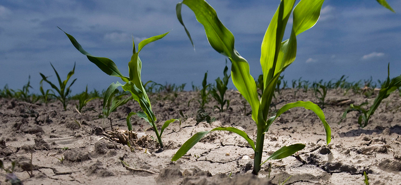 Vészhelyzet kihirdetését kérik a gazdák az agrárminisztertől az aszály miatt